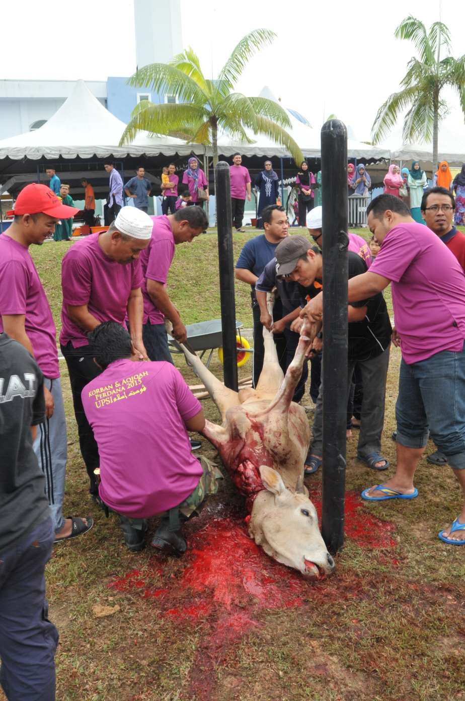 PRO15 150 KORBAN HAS 6763